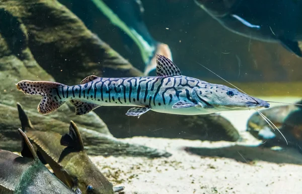 Closeup of a tiger sorubim, tropical long whiskered catfish from the amazon basin of America — Stock Photo, Image