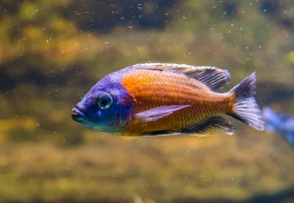 Itungi comedor de areia em close-up, peixes coloridos nas cores vibrantes roxo e laranja, animais de estimação aquário ornamental — Fotografia de Stock