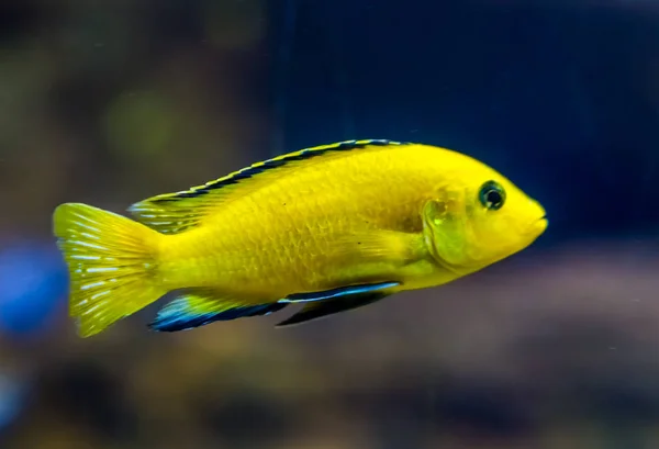 Primer plano de un cíclido de laboratorio de color amarillo limón, un pez muy popular en la acuicultura, peces tropicales de agua dulce del lago Malawi en África — Foto de Stock