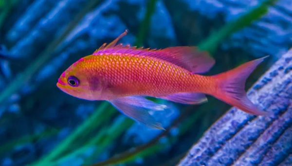 Novellame pesce persico trota coda bassa in primo piano, coloratissimi pesci tropicali del Mediterraneo e del Mar Nero — Foto Stock