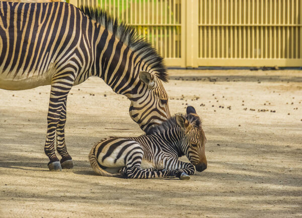 Juvenile hartmann's mountain zebra together with its mother, Vulnerable animal specie from Angola and Namibia in Africa