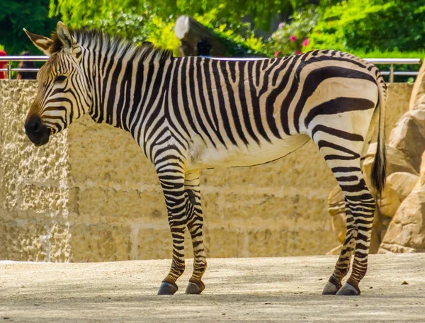 Vértes-ból egy felnőtt hartmanns ' hegy zebra, sebezhető trópusi ló Specie-ból Namíbia és angolkór-ban Afrika — Stock Fotó