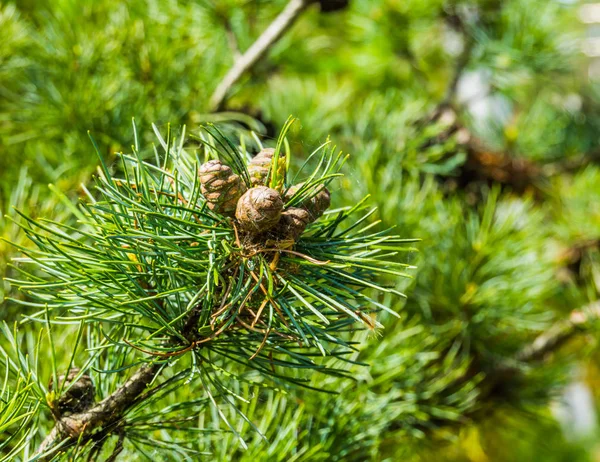 Pequeños conos de pino que crecen en una rama de árbol de coníferas, fondo de bosque siempreverde —  Fotos de Stock