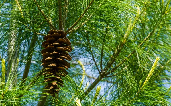 Primer plano de un cono de pino colgado en un árbol de coníferas, fondo del bosque de coníferas —  Fotos de Stock