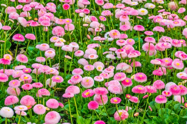 Grote bloem veld van Bellis perennis Pomponnete, gecultiveerde hybride specie van de Engelse Daisy Flower, natuur achtergrond, kleurrijke en decoratieve tuin bloemen — Stockfoto