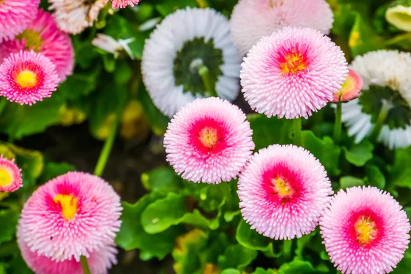 Bellis perennis pomponnete in macro closeup, colorful flowers in closeup, Cultivated hybrid specie of the english daisy flower, ornamental garden plants — Stock Photo, Image