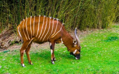 closeup portrait of a eastern mountain bongo grazing in a grass pasture, critically endangered animal specie from Africa clipart