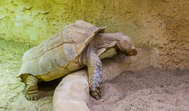 Afrika mahmuzlu kaplumbağa yakın çekim, Afrika çölden tropikal kara kaplumbağası, savunmasız hayvan specie