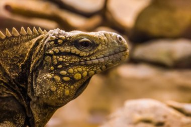 Küba kaya iguana, Küba kıyılarından tropikal ve savunmasız kertenkele specie yüzünün yakın çekim portre