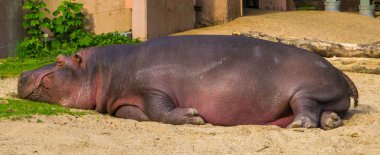 closeup of a common hippo sleeping, semi aquatic mammal from Africa, Vulnerable tropical animal specie clipart