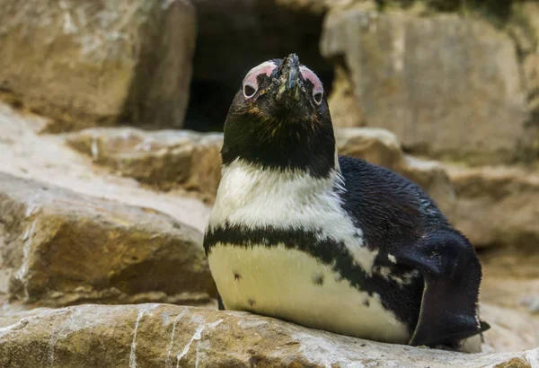 Primer plano de un pingüino de patas negras africano sentado en una roca, ave tropical semi acuática de la costa de África, especie animal en peligro de extinción —  Fotos de Stock