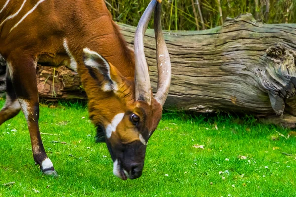 Perto de uma montanha oriental bongo pastando e comendo grama, espécie animal criticamente ameaçada de extinção da África — Fotografia de Stock