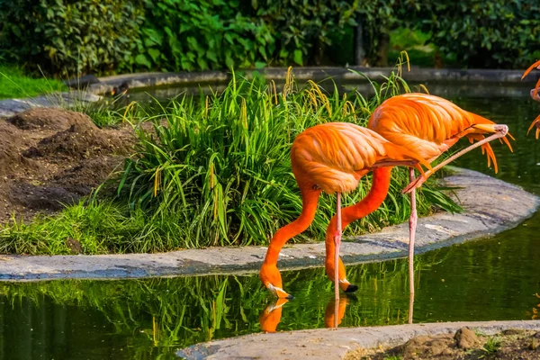 American Flamingo pareja bebiendo agua juntos, coloridas aves tropicales de América —  Fotos de Stock