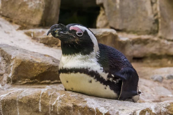 Retrato de primer plano de un pingüino de patas negras africano sentado en una roca, especie de animal tropical en peligro de extinción, ave semiacuática de la costa de África —  Fotos de Stock