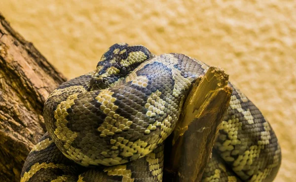 Píton do tapete noroeste enrolada em um ramo em close-up, espécie de serpente tropical da Austrália — Fotografia de Stock