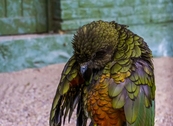 Kea parrot preening its feathers, alpine parrot from new zealand, Endangered bird specie — стоковое фото