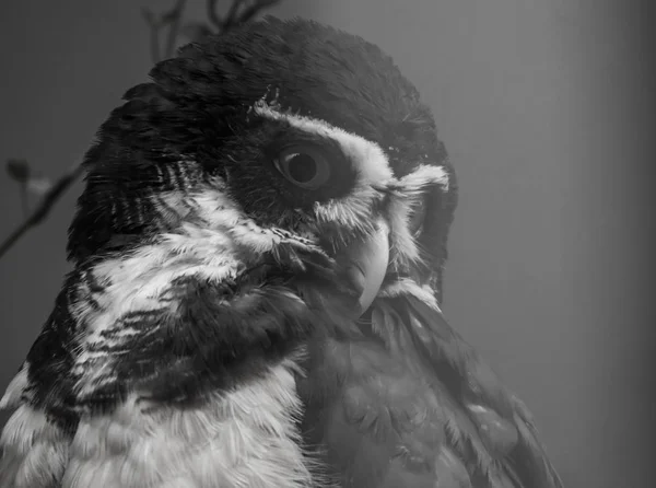Очковий сови обличчя крупним планом в чорно-білому, тропічні птахи з Америки — стокове фото
