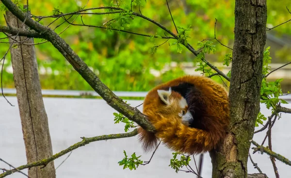 木の上に高く横たわる赤いパンダのクローズアップ肖像画、アジアから絶滅危惧動物の種 — ストック写真
