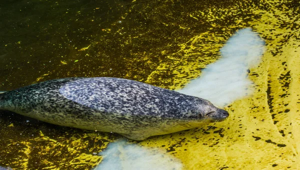 Gemeine Robbe schwimmt in Richtung Küste, halbaquatisches Tier von der Küste des atlantischen und pazifischen Ozeans — Stockfoto