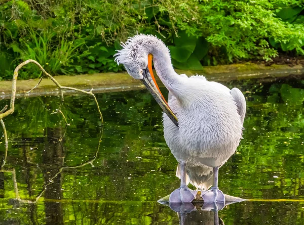 Closeup egy dalmát Pelikán tollászkodás a toll a vízben, közel fenyegetett állat Specie — Stock Fotó