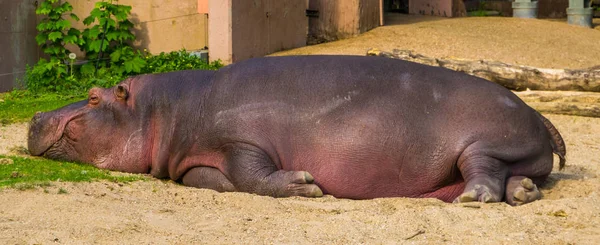 Zbliżenie wspólnego hipopotama spania, częściowo wodnego ssak z Afryki, wrażliwe zwierzę tropikalne specie — Zdjęcie stockowe