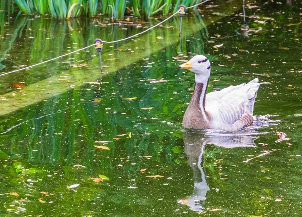 Bar tête d'oie nageant dans un étang, oiseau d'eau tropicale d'Asie et d'Inde — Photo