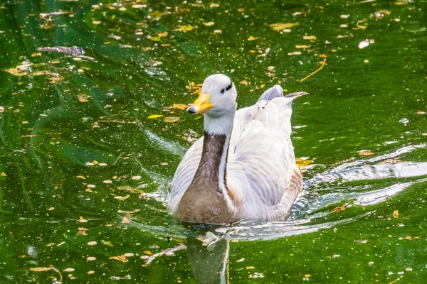 Retrato de primer plano de un ganso con cabeza de bar nadando en el agua, pájaro acuático tropical de Asia e India — Foto de Stock