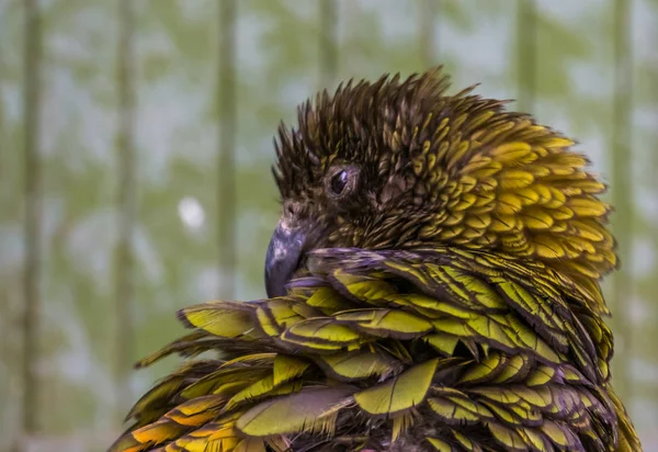 Primer plano de la cara de un loro kea, loro alpino de Nueva Zelanda, especie de ave en peligro de extinción — Foto de Stock
