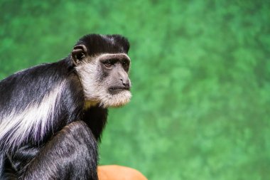 yakın çekimbir Abyssinian siyah beyaz colobus yüzü, Afrika'dan tropikal maymun specie