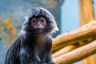 yakın çekim de yüzü ile javan langur maymun, bir tropikal primat güzel portre, Endonezya Java adasından savunmasız hayvan specie