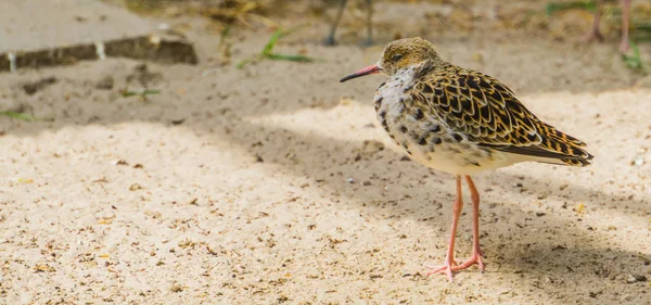 Fechar-se de uma haste vermelha comum caminhando na areia, Sandpiper da Eurásia, ave costeira — Fotografia de Stock