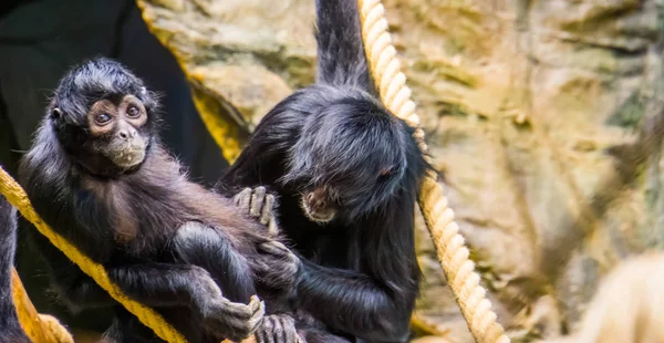 Pareja de monos araña de cabeza negra preparándose unos a otros, comportamiento típico de primates, especie animal críticamente en peligro de extinción de América —  Fotos de Stock