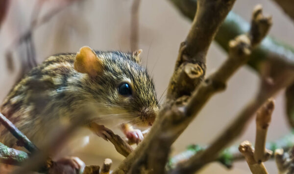 closeup of a barbary striped grass mouse, tropical rodent from Africa, popular pet