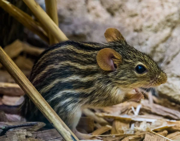 Zaostřená portrét pruhované travní myši, populární tropický hlodavec z Afriky, malá roztomilá zvířátka — Stock fotografie