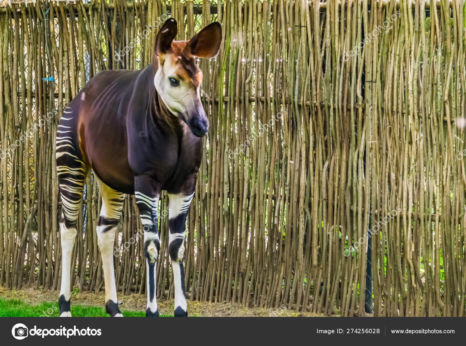 Closeup of a okapi, tropical endangered giraffe specie from Congo
