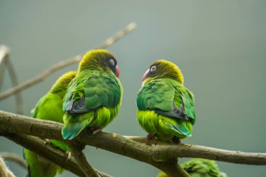 couple of black cheeked lovebirds sitting together on a branch, tropical birds from Zambia, Africa clipart