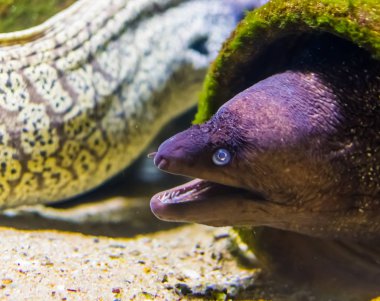 büyük bir Akdeniz Moray yılan balığı yüzü, su ürünleri, deniz yaşamı arka planda popüler balık