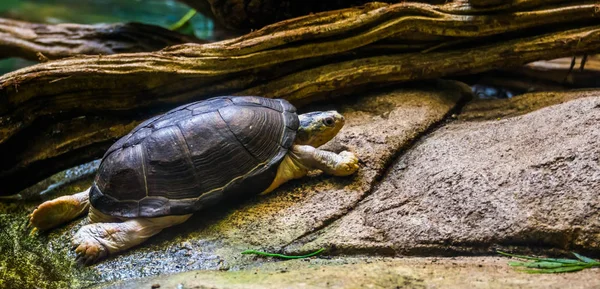 Tortuga de barro de África central caminando en el lado del agua, tortuga tropical semi acuática de África —  Fotos de Stock