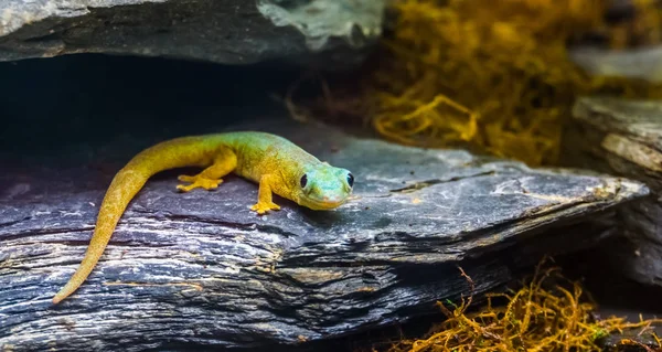 Robert Mertensova den Gecko na skále v těsnotě, tropický ještěr z komor, ohrožený plazí — Stock fotografie