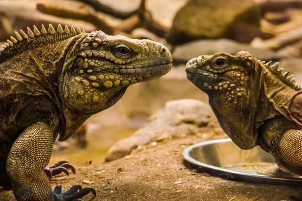 Las caras de dos iguanas rocosas cubanas cercanas, especies de lagartos tropicales y vulnerables de la costa de Cuba — Foto de Stock