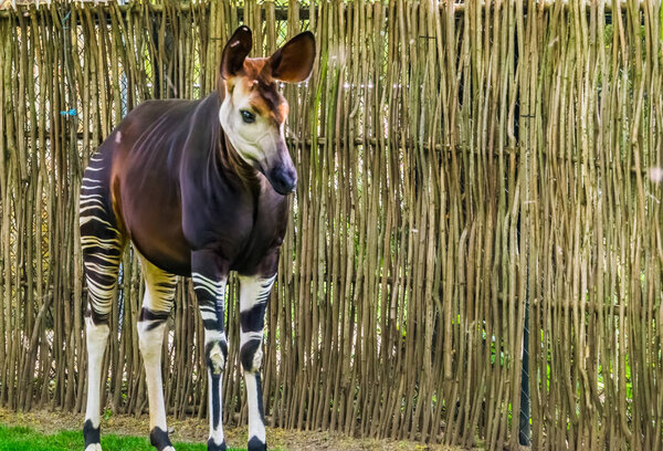 closeup of a okapi, tropical endangered giraffe specie from Congo, Africa
