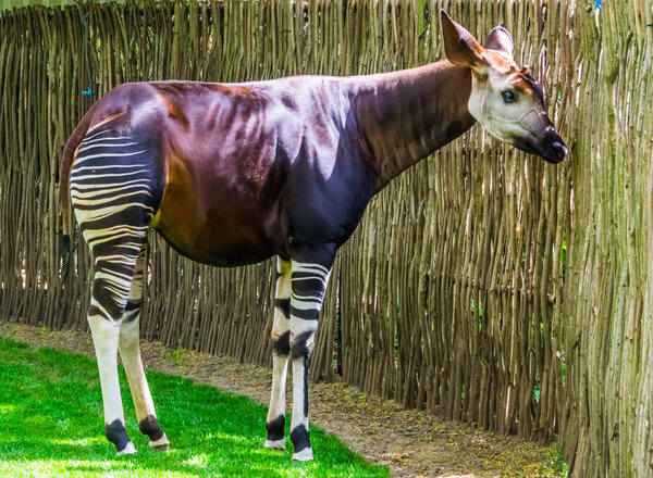Okapi in closeup, Endangered animal specie, giraffe from Congo, Africa