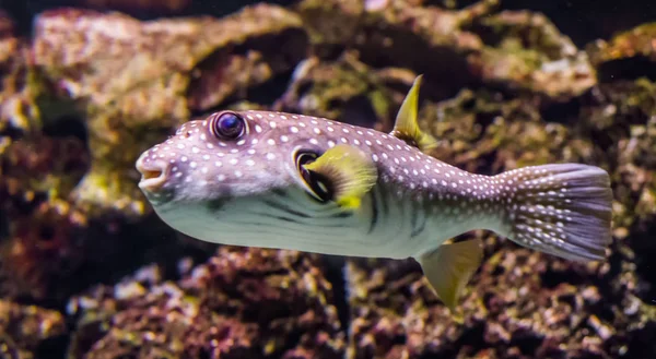 Vértes egy fehér pöttyös gömbhal úszás a vízben, trópusi halak a Vörös-tenger és az indo-Csendes-óceán — Stock Fotó
