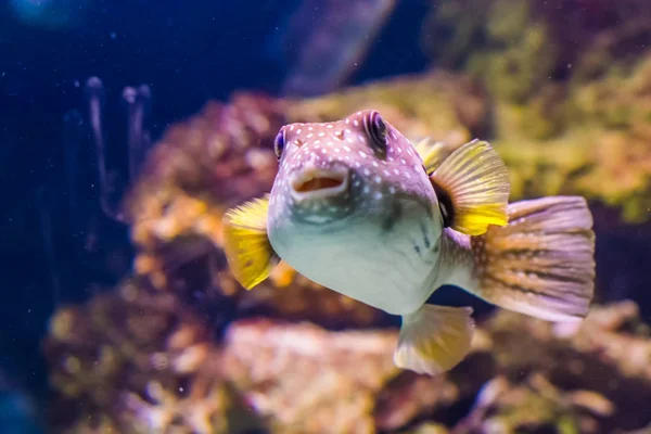 Rolig vit fläckig Puffer med sitt ansikte i närbild, tropiska fiskar från Röda havet och Indo-stillahavshavet — Stockfoto