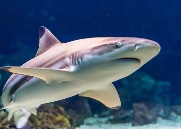 Closeup of a black tip reef shark, tropical near threatened fish specie form the indian and pacific ocean — Stock Photo, Image