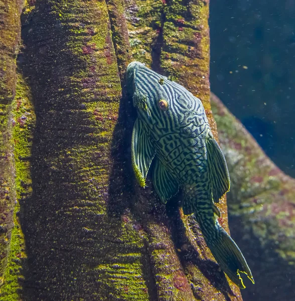왕립 파 나 크에서 근접 촬영, 인기 있는 빨 대 메기의 양식, 아마존 분 지에서 열 대 물고기 — 스톡 사진