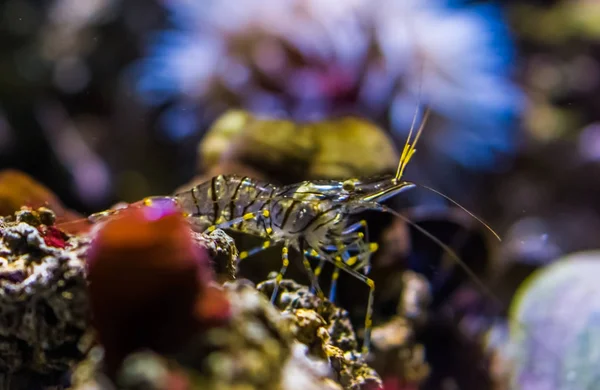 Macro gros plan d'une crevette commune marchant sur une roche sous l'eau — Photo