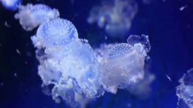 suda yüzen bir grup yüzen çan denizanası, Hint-Pasifik okyanusundan tropikal gerçek denizanası specie