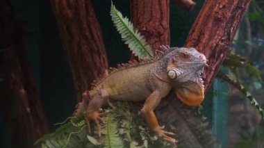 başını çeviren ve dilini dışarı yapıştıran yeşil bir iguana closeup, popüler tropikal evcil hayvan