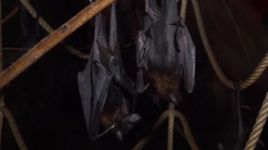 Lyles uçan tilkiler yakın çekimde birlikte bir dal da asılı, Asya'dan tropikal yarasalar, Savunmasız hayvan specie